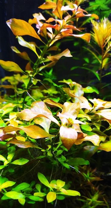 Roślina akwariowa Ludwigia Repens Mesakana