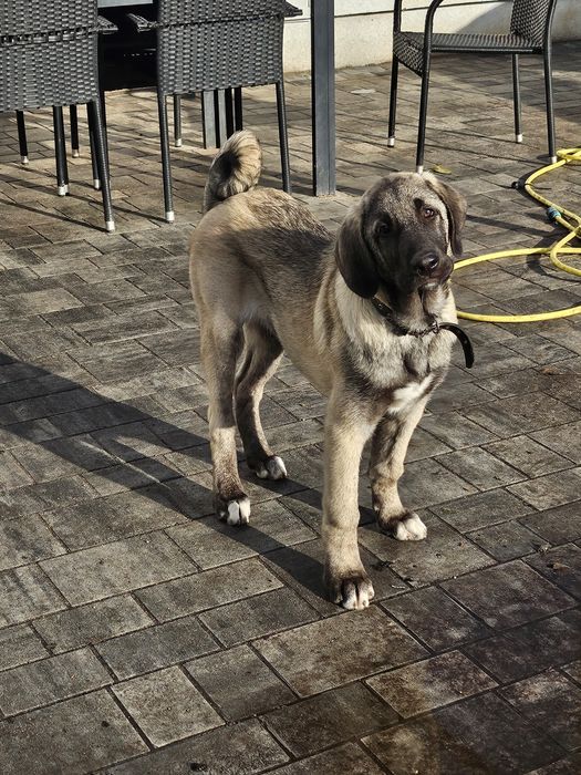 Kangal chlopiec FCI