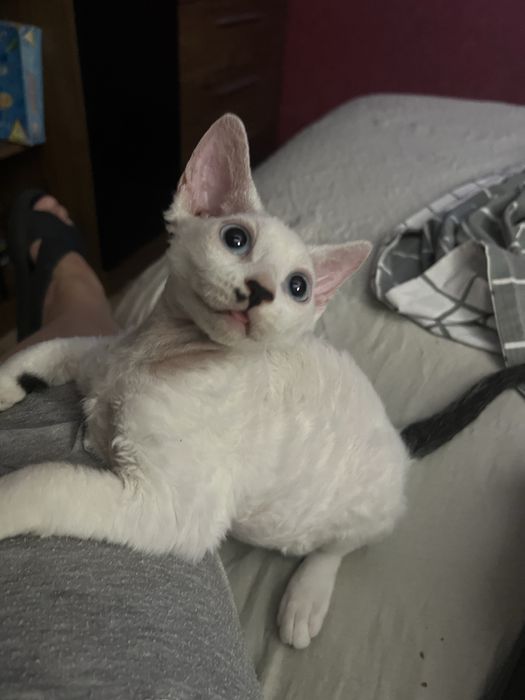 Дівчинка велюр приємна на дотик , грайлива