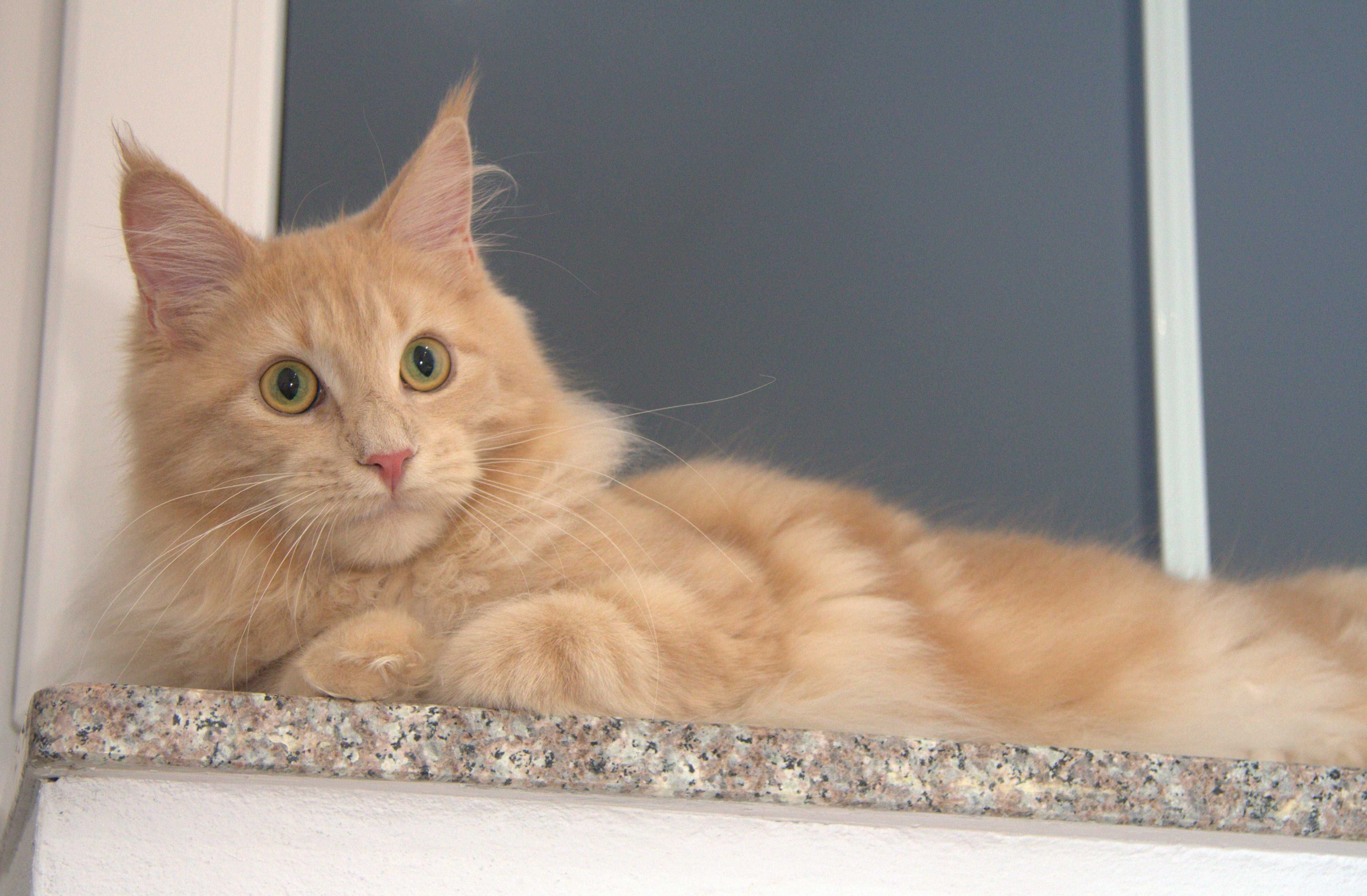 Maine coon koteczka Joelyn