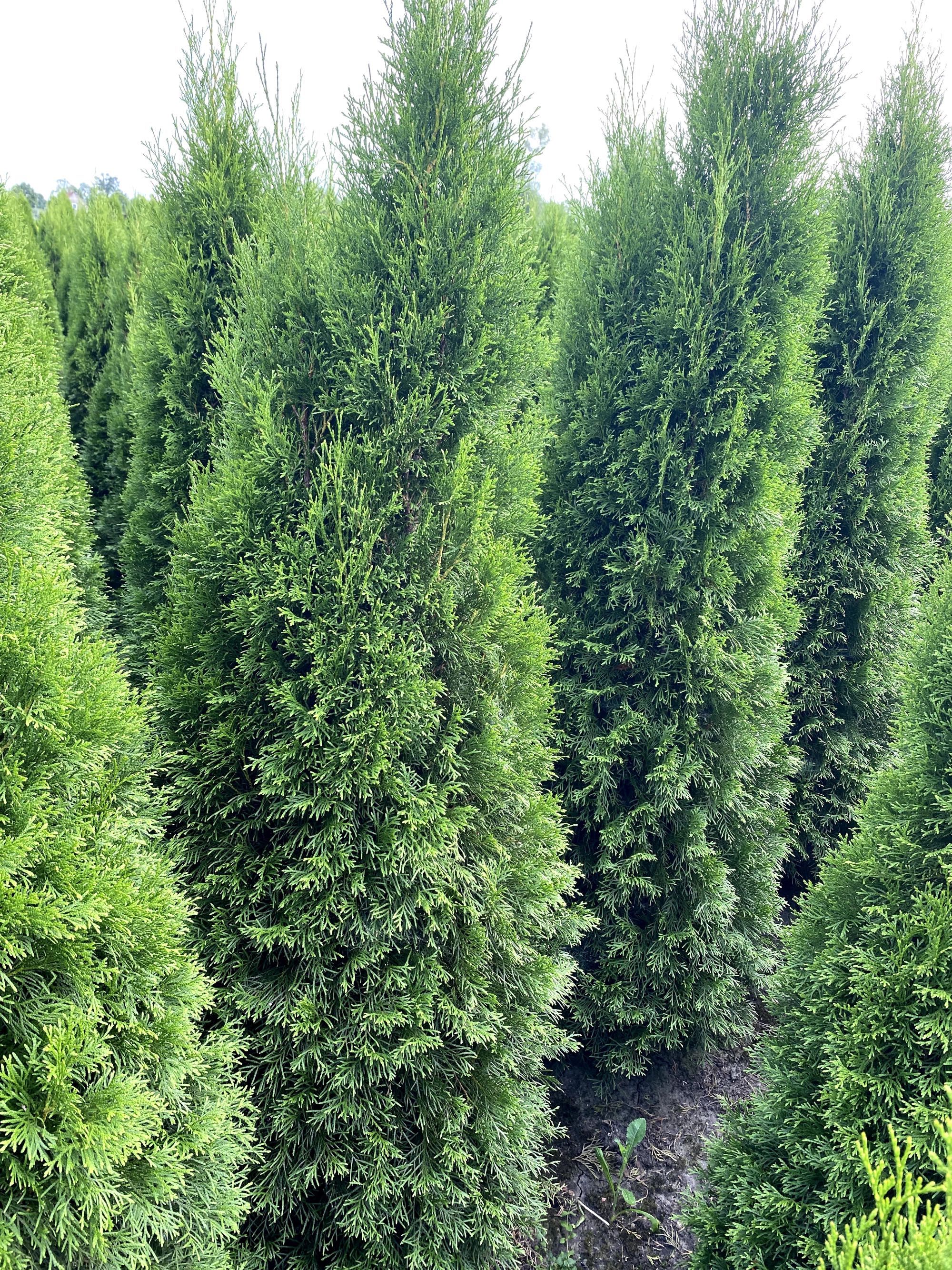 Thuja Smaragd 120-140 cm i inne tuja Szmaragd żywopłot Transport