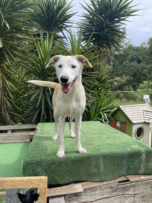 Cachorra Pronta para passeios e brincadeira