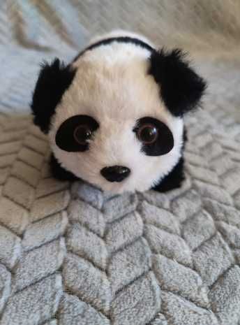 Panda interaktywna