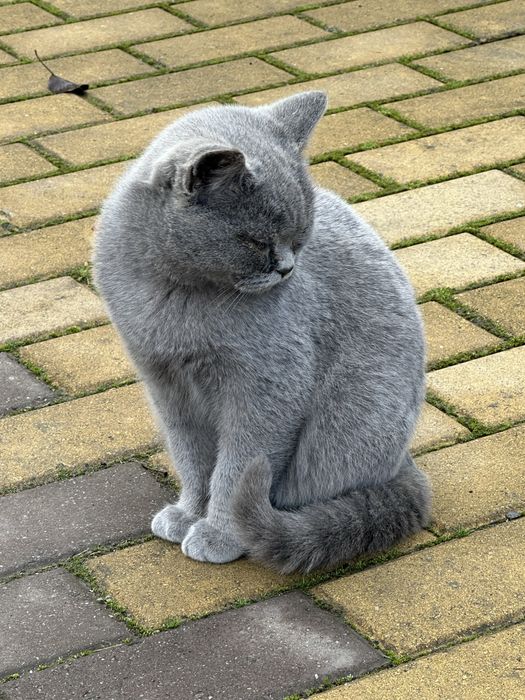 Котики весловухі Шотланські