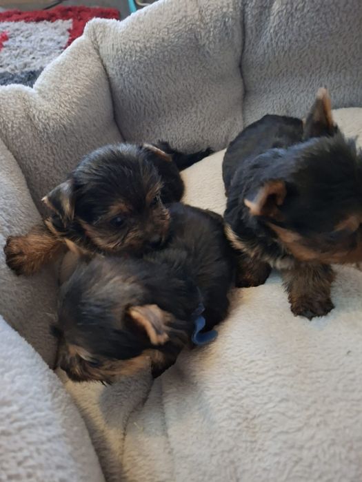 Yorkshire terrier Suczki