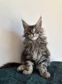 Kotka Maine Coon do hodowli FPL