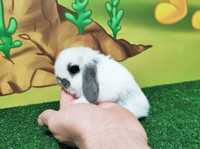 Mini Lop biało grafitowy  samczyk królik baranek miniaturka teddy