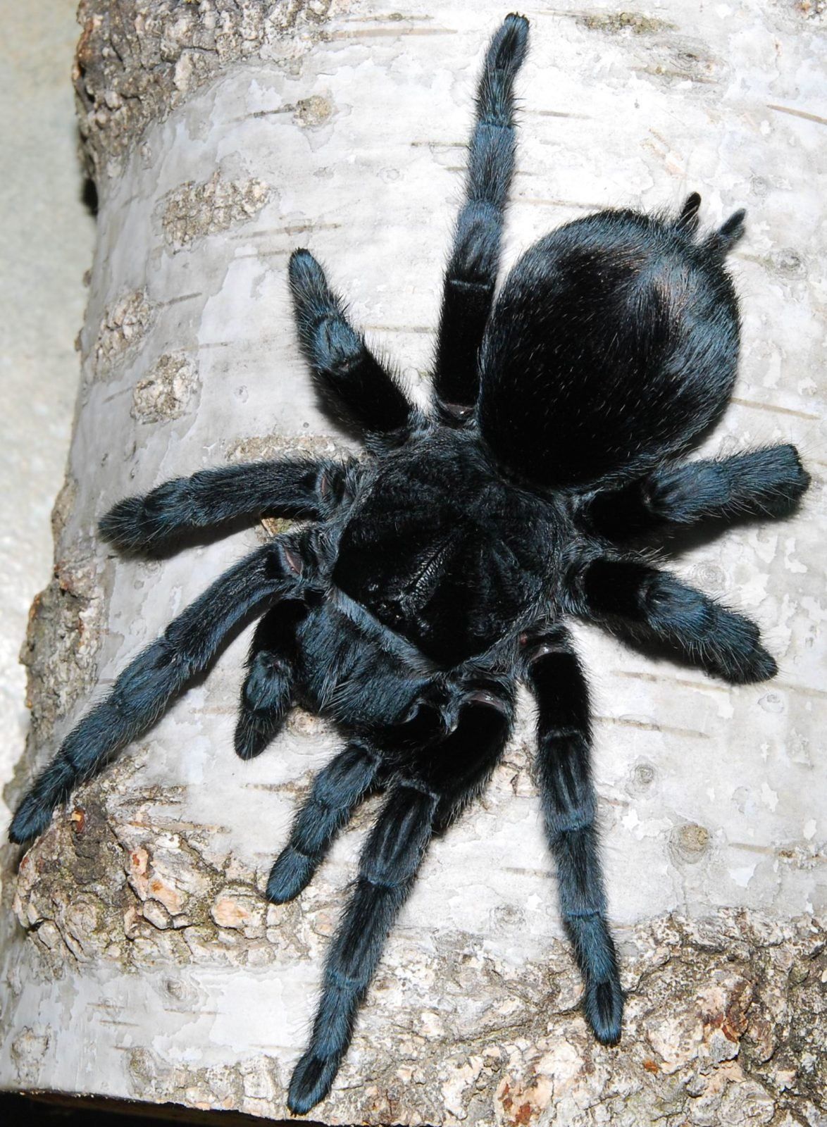 Паук Grammostola pulchra адульт самец
Grammostola pulchra-один из самы