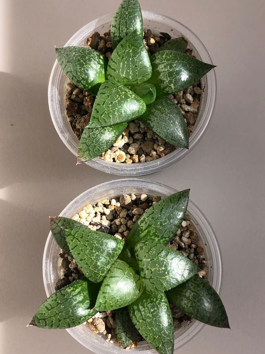 Хавортія Haworthia Comptoniana