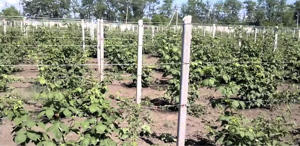 Рожів господарство з вирощування ожини на 10,7 га