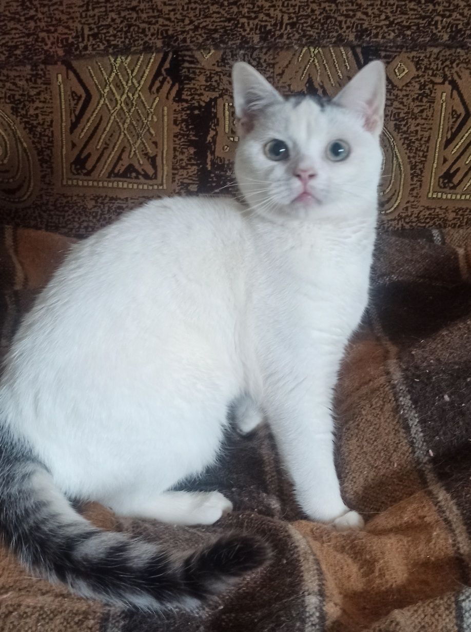 Славный котик ласкунчик