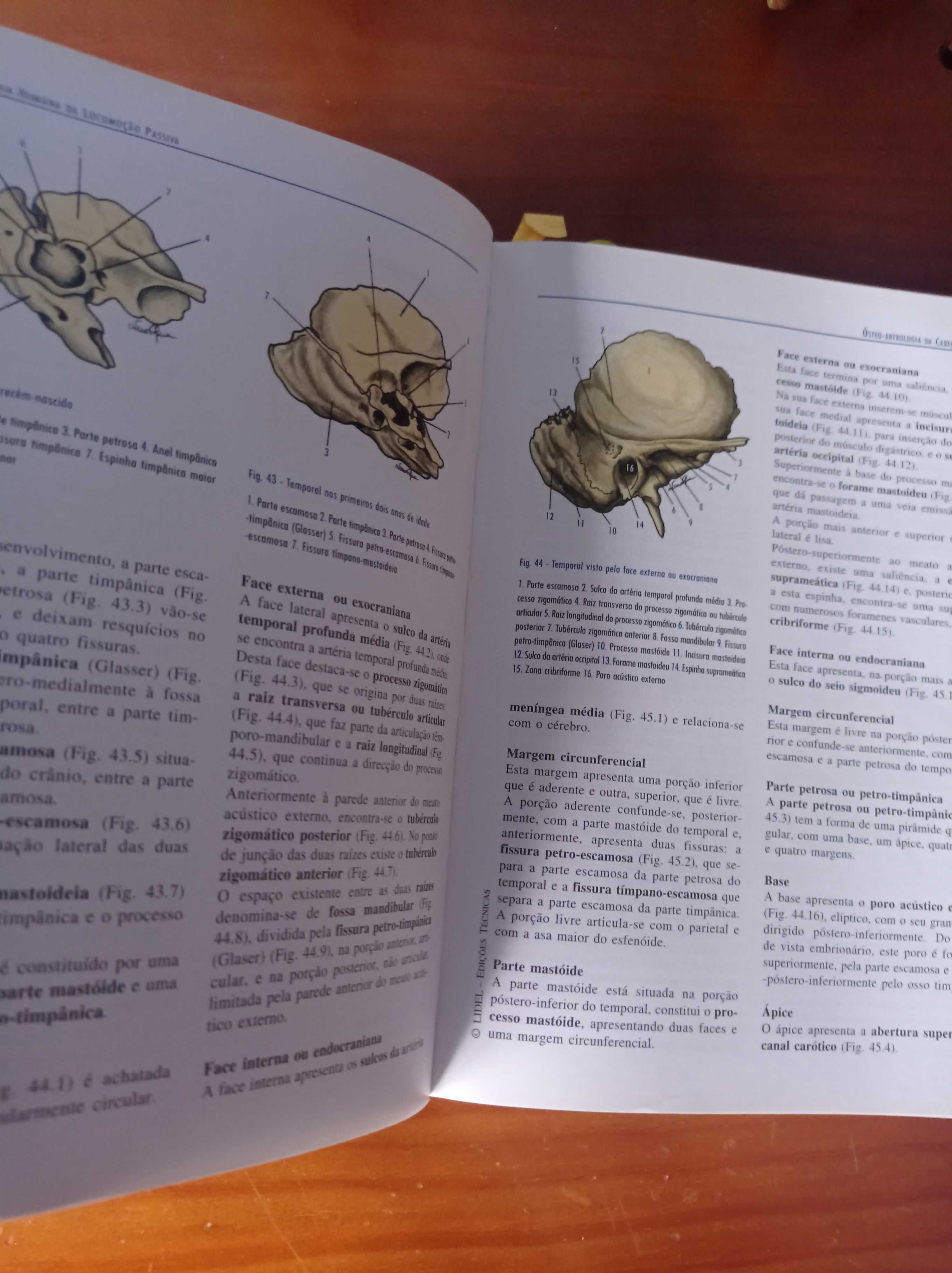 Anatomia Humana da locomoção