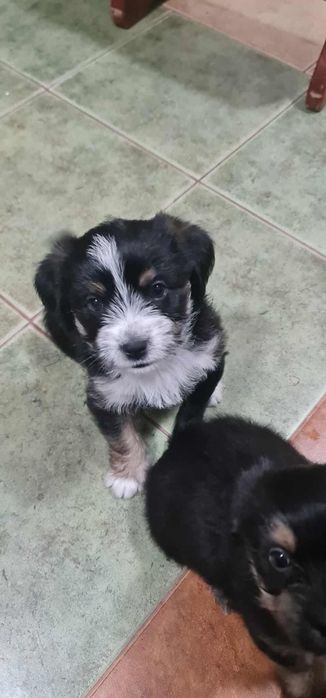 Oddam Pieski zapraszam