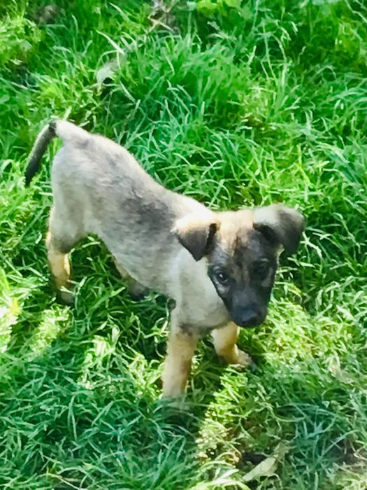 Песики в с.Урич.