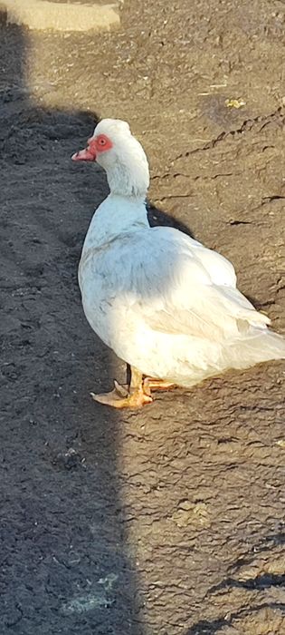 Kaczki,Kaczor francuski z wolnego wybiegu