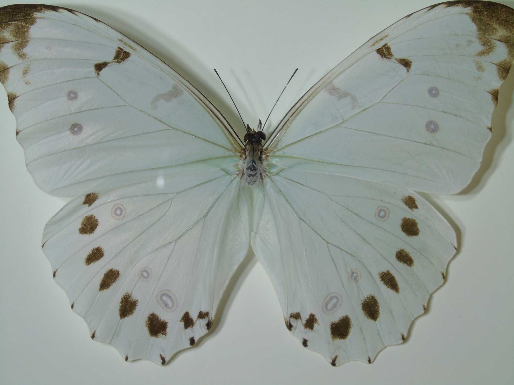 Motyl w ramce / gablotce 17 x 22 cm . Morpho luna - 150 mm .