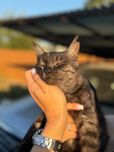 Котики з Донеччини шукають родину / Котик в добрые руки