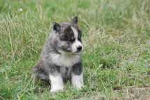 Akita Inu Hodowla Yasashi Inu