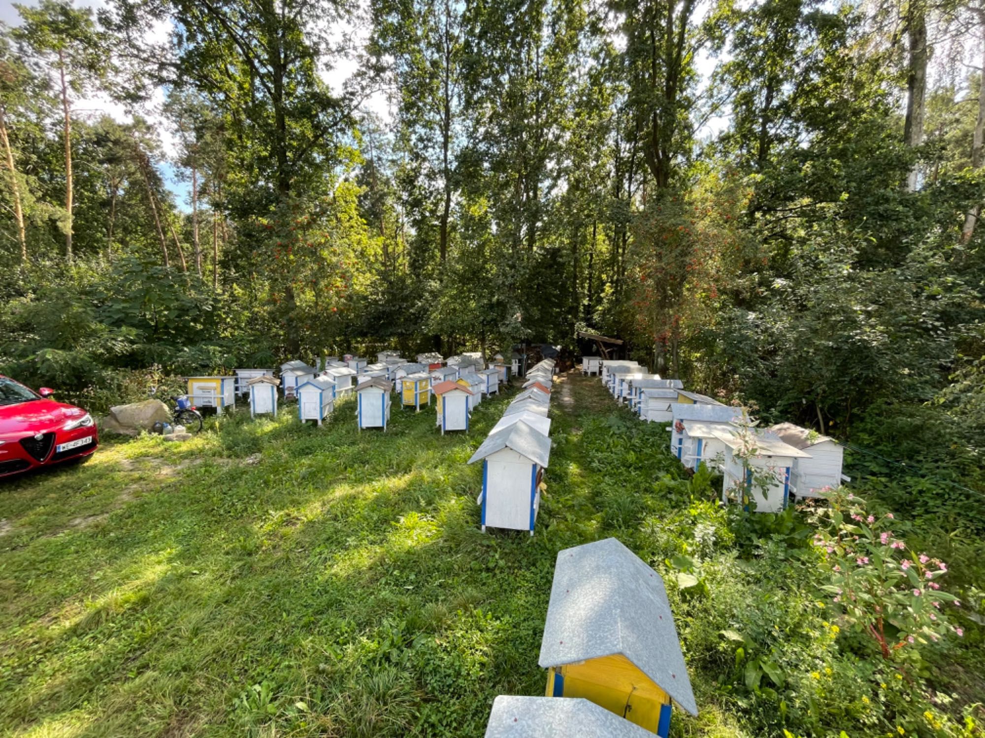 Sprzedam pasiekę pszczół przezimowane