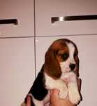 Beagle Tricolor-wybitny! (rodowód, paszport)