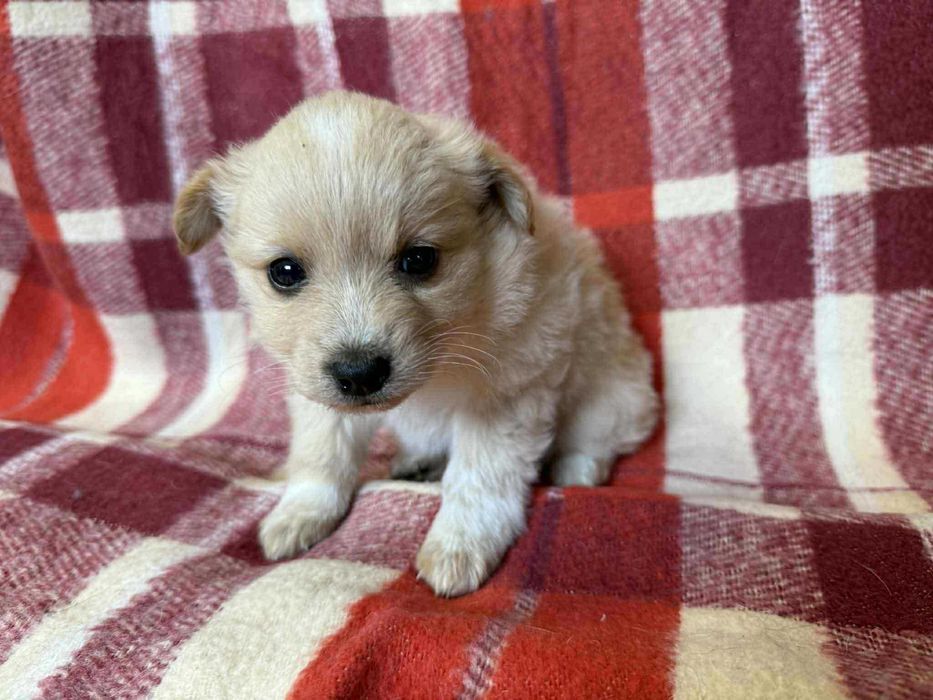 Psie dziecko CYNAMONEK