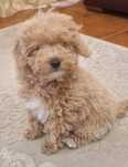 Caniche ou Poodle Toy