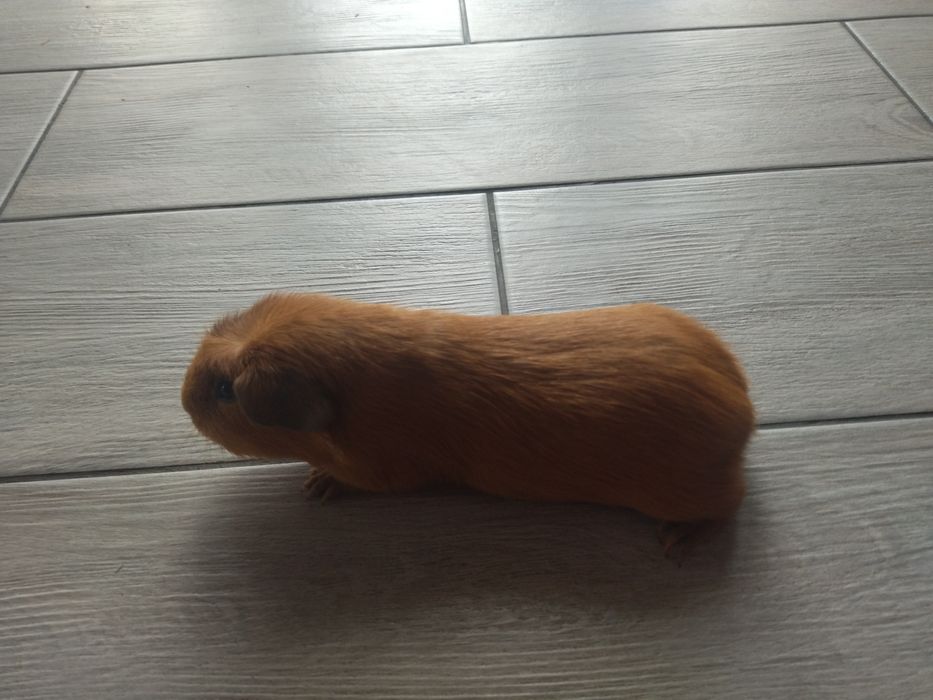 Довгошерстна морська свинка Коронет з розплідника з родоводом