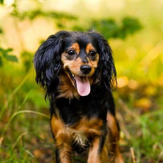 STOKROTKA - 1-roczna, 10kg, mix CAVALIER -a