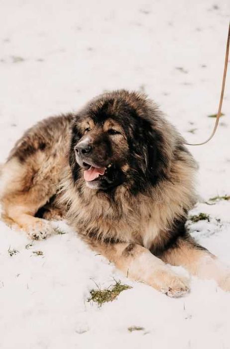 Owczarek kaukaski Gucio poleca się do adopcji!!!