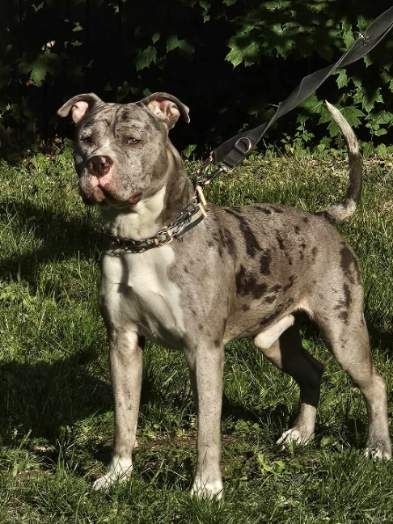 Amstaff Staffordshire Terrier piesek błękitny