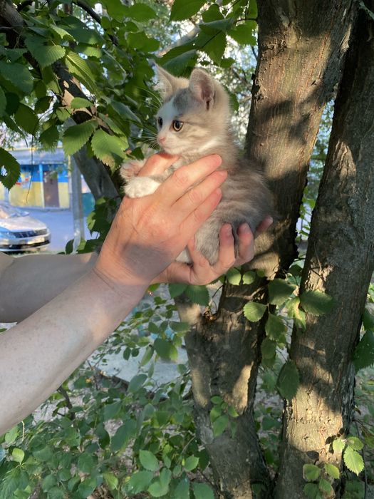 Котята кошки  в добрі руки