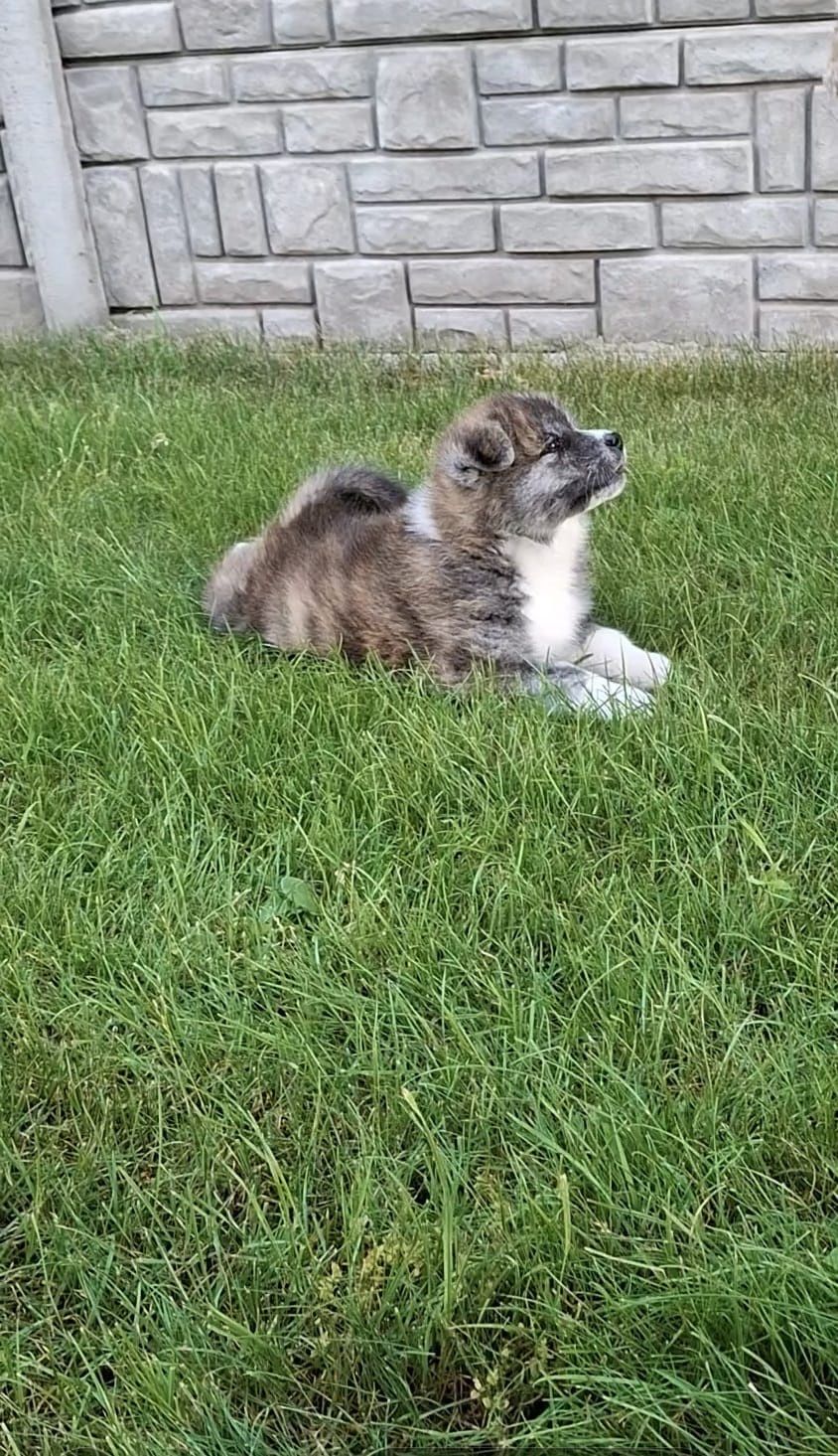 Akita Inu ZKwP szczeniak FCI po Championie