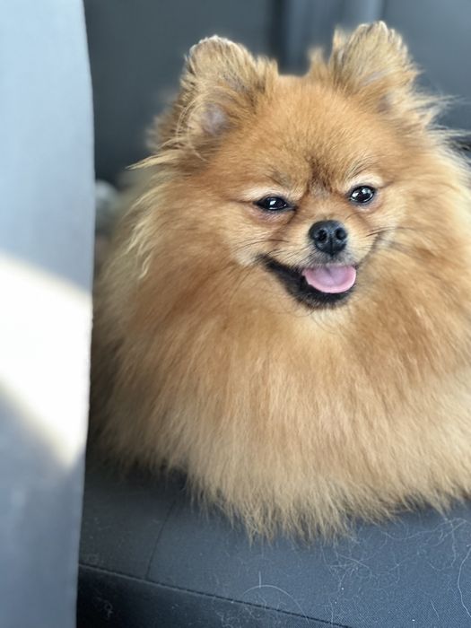 Szpic miniaturowy FCI , piękna suczka rezerwacja