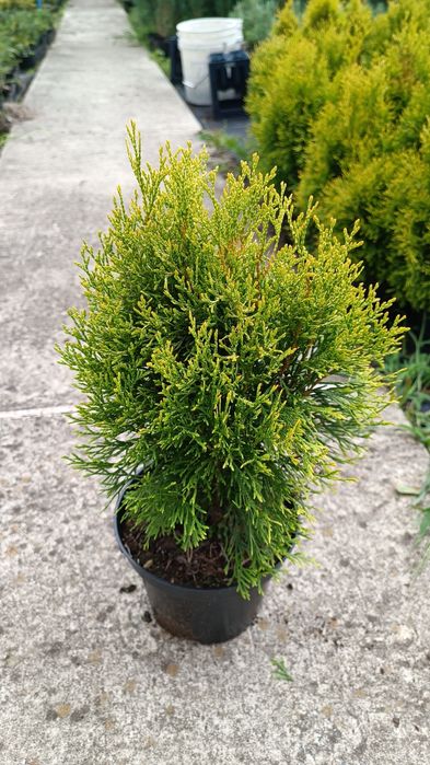 Саджанці туї різних видів