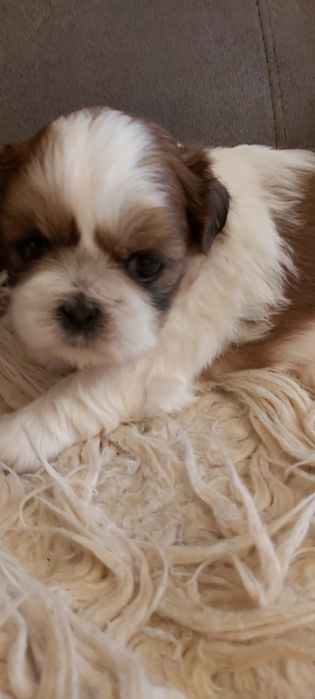 Shih Tzu suczka rodowodowa