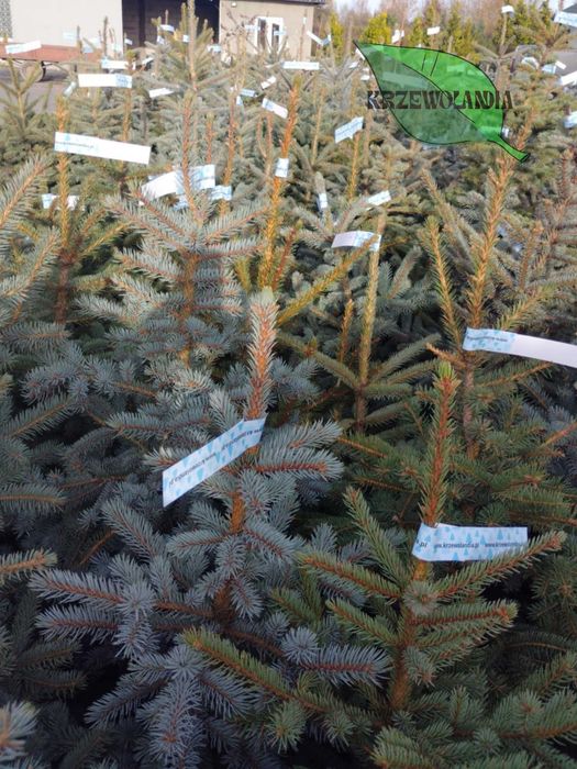 Świerk srebrny rosnący w donicy lub kopany do donicy – 20–150 cm
