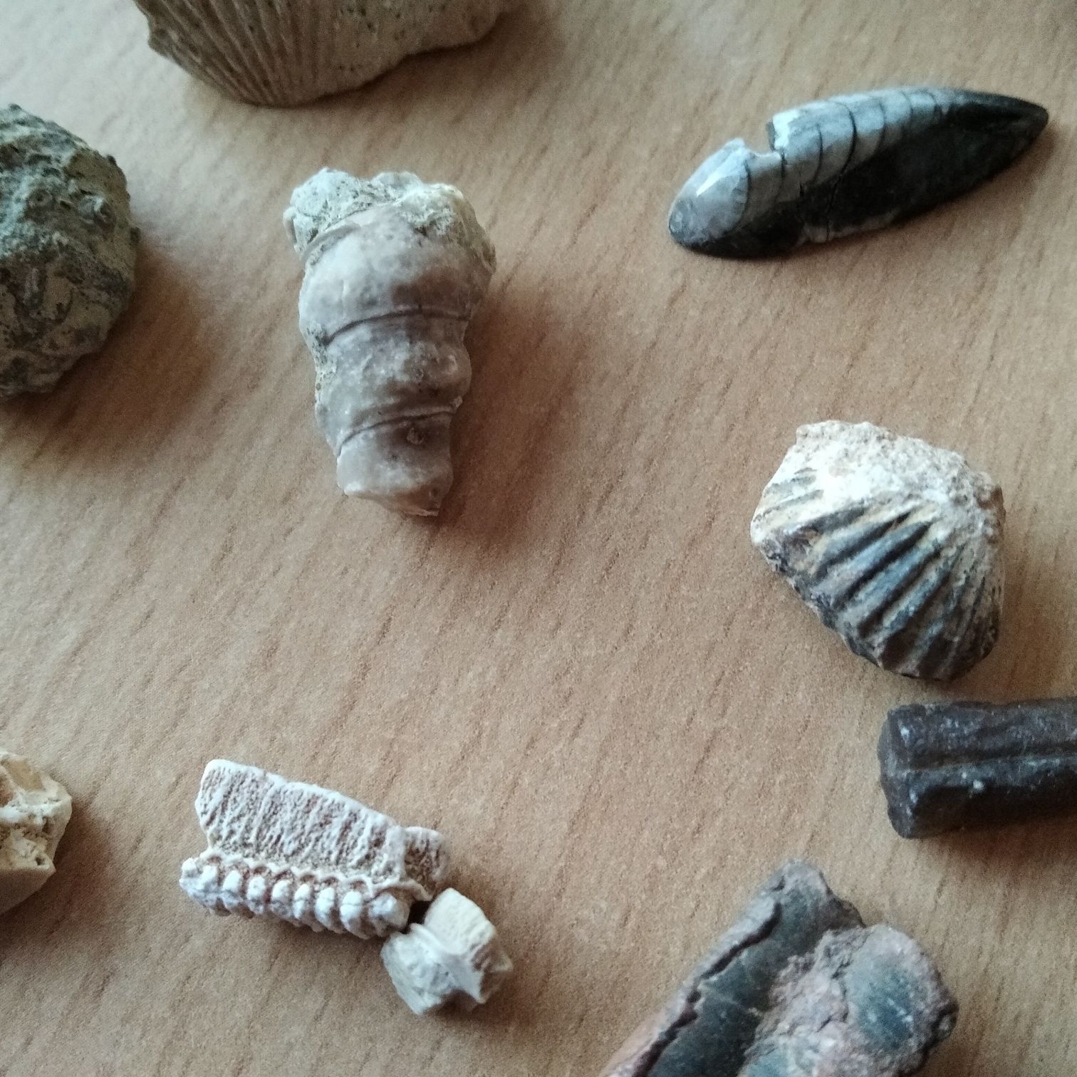 skamieliny kolekcja