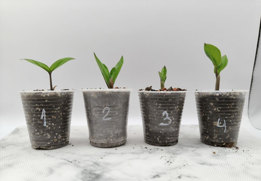 Продам Заміокулькас