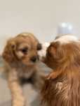 Cavapoo do odbioru