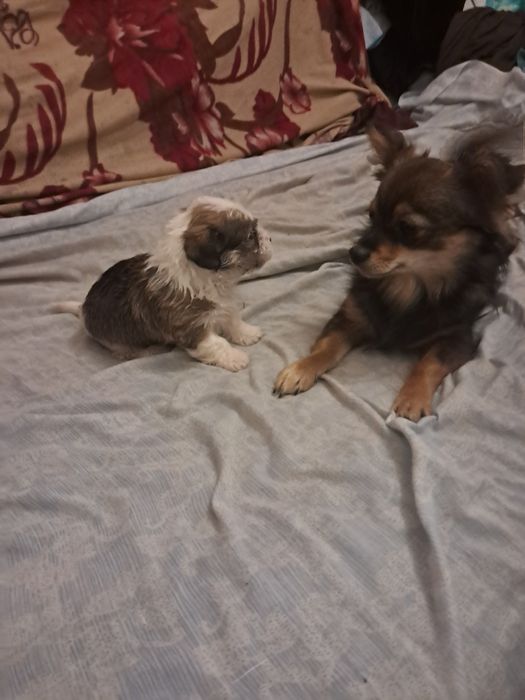 Продаю щенка біберйорка