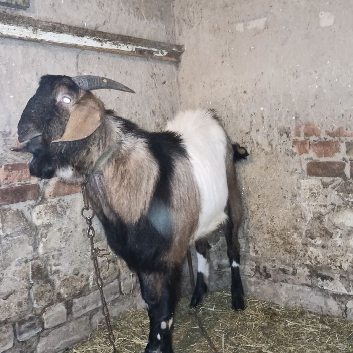 Продам Нубийского козла и козлят