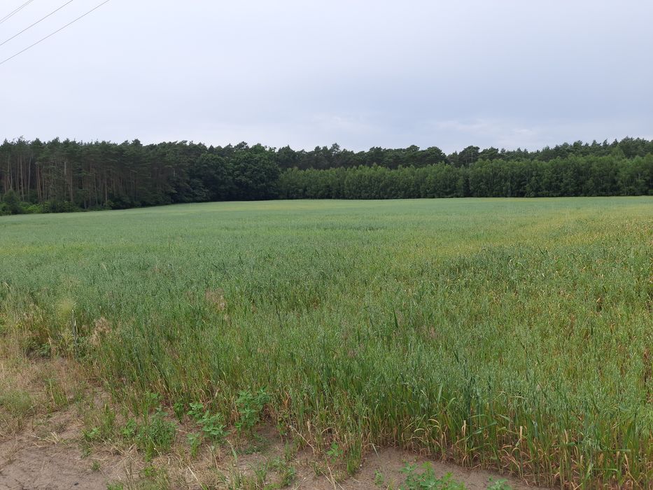 Leśna Harmonia- kompleks działek z lasem w tle