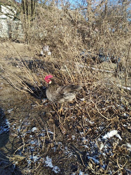 Продаю півник з маленьких порід