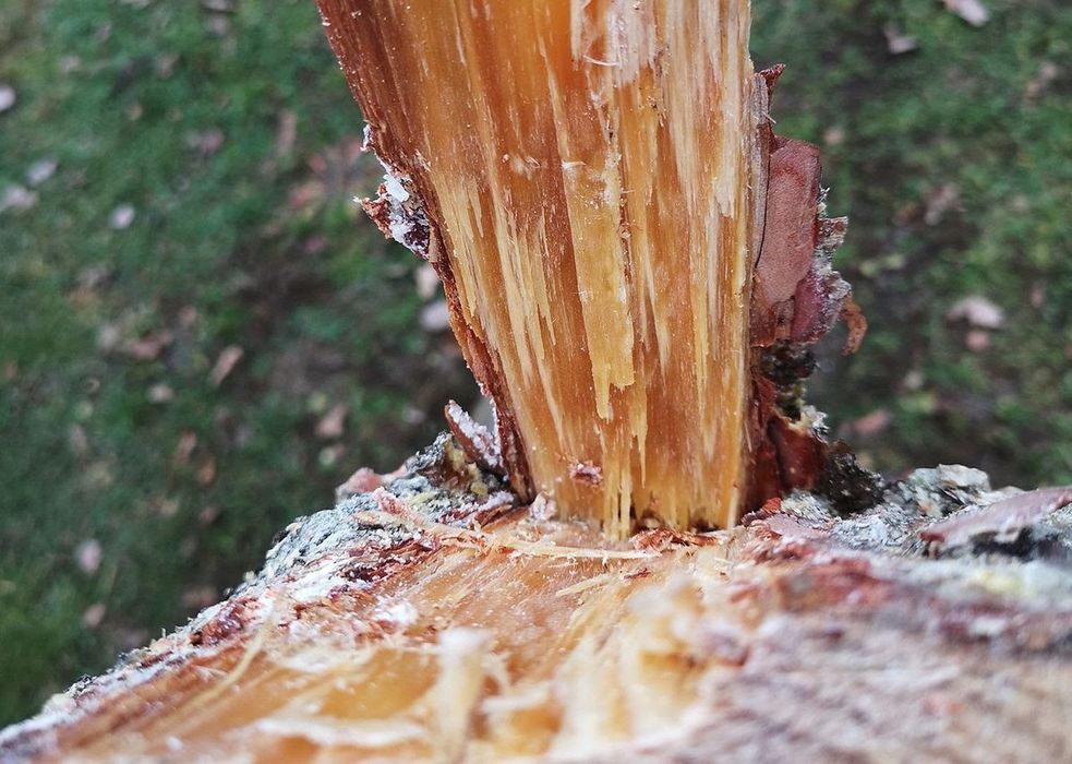 Rozpałka żywiczna sosnowa