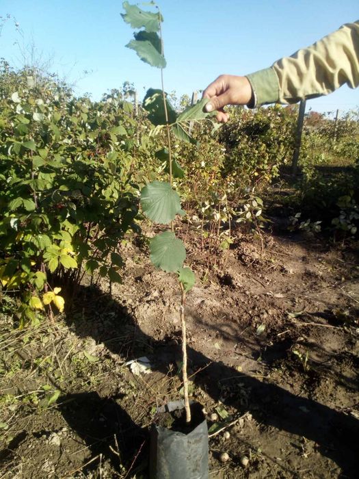 Фундук саджанці щіплені на ведмежому горіхові