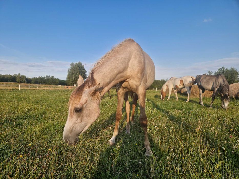 młoda klacz arabska, czysta krew arabska