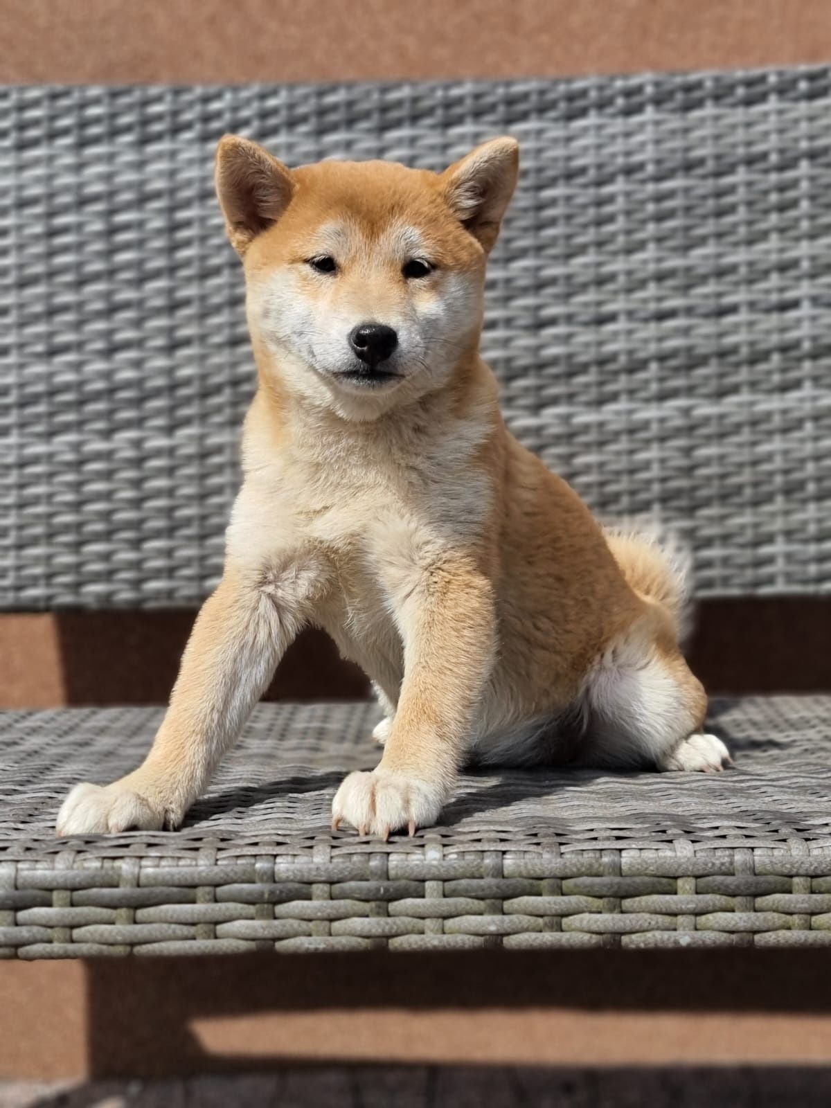 SHIBA INU czerwona suczka szczeniak szczenięta pies