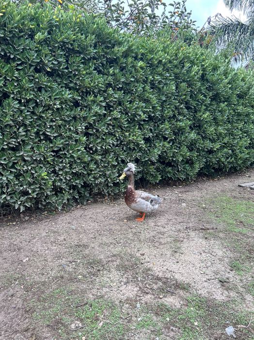 Patos ornamentais