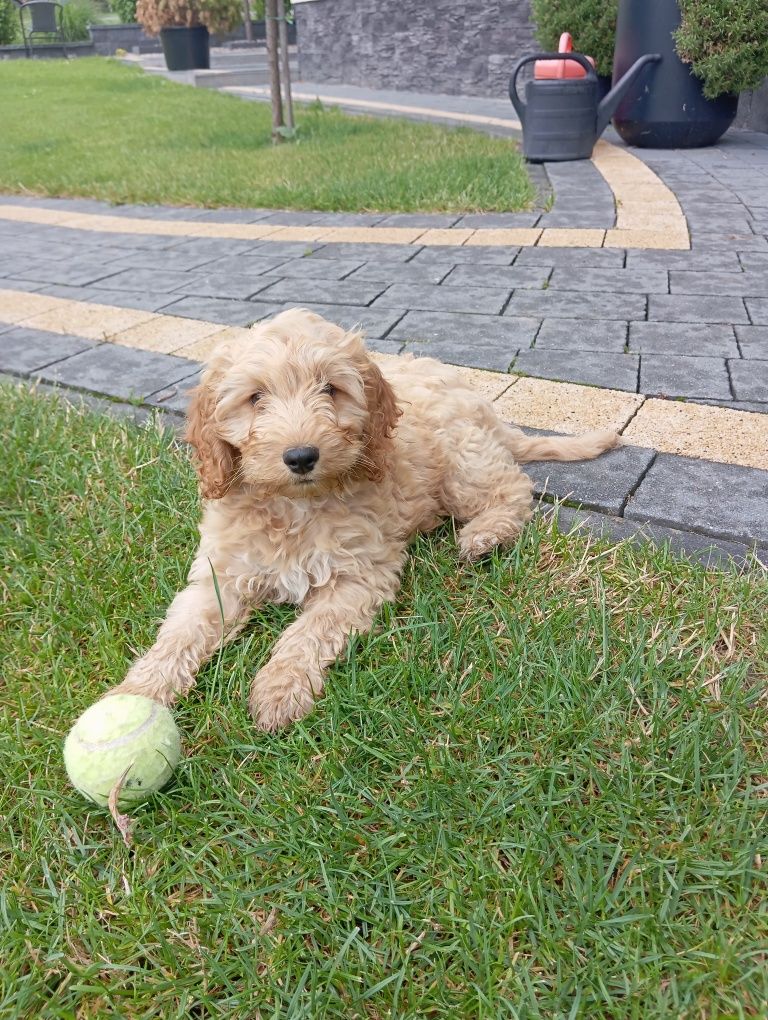 Cockapoo szczeniak