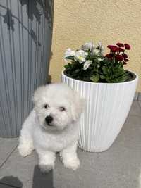 Piesek Bichon Frise FCI